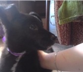 Фотография в Домашние животные Отдам даром Отдам щенка в добрые руки. Девочка (помогу в Таганроге 0