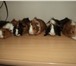Изображение в Домашние животные Грызуны Продам морских свинок, возраст 1 месяц, трехцветные, в Комсомольск-на-Амуре 800