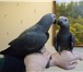 Фото в Домашние животные Птички Продам птенцов Жако краснохвостых ручные в Саратове 17 500