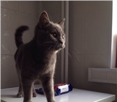 Foto в Домашние животные Отдам даром Найден кот. Похож на шотландца. Шерстка голубая, в Тюмени 0
