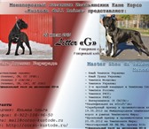 Щенки кане корсо 2158492 Кане-корсо фото в Магнитогорске