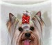 Фотография в Домашние животные Вязка собак Йоркширский терьер(стандарт)Ищем девочку в Москве 3 000