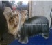 Фото в Домашние животные Стрижка собак Груминг, стрижки влассические, стрижки креативные, в Ступино 1 500