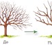 Фотография в Прочее,  разное Разное Если плодовое дерево не формировали или обрезали в Москве 7 500