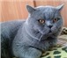 Изображение в Домашние животные Вязка Привозите кошечку на вязку с нашим котом.Кот в Москве 2 000