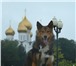 Фотография в Домашние животные Вязка собак Красавец мужчина в полном расцвете сил ищет в Ярославле 0
