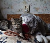 Изображение в Домашние животные Отдам даром Милые, забавные котята даром! Отдаются маленький в Таганроге 0