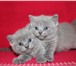 Шикарные котята 2544584 Британская короткошерстная фото в Санкт-Петербурге