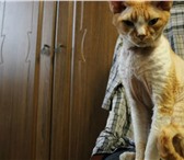 Foto в Домашние животные Вязка Великолепный кот из Екатеринбурга, чемпион в Екатеринбурге 2 000
