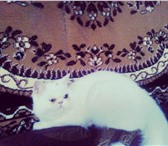Фотография в Домашние животные Вязка Ищу кота перса для вязки с кошечкой, на нашей в Абакане 0