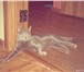 Изображение в Домашние животные Вязка Ищем кошечку для вязки с котои,голубой окрас,1 в Ставрополе 0