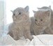 Фотография в Домашние животные Другие животные Продаются Шотландские котята лилового окраса, в Пушкино 0