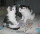 Изображение в Домашние животные Отдам даром Молодые, симпатичные смышленые котята безвозмездно в Барнауле 0