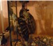 Фото в Домашние животные Другие животные Продам красноухих черепах (самка и самец), в Ульяновске 600