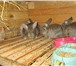 Фотография в Домашние животные Другие животные Продаются крольчата: дата рождения 02.12.13.мама в Ярославле 400