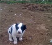 Алабай девочка в маске 3718096 Среднеазиатская овчарка фото в Екатеринбурге