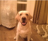 Foto в Домашние животные Вязка собак Лабрадор ретривер 2 года,палевый,клубный,клейменный, в Хабаровске 1