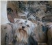 Изображение в Домашние животные Вязка собак Породный кобель йоркширского терьера (мини) в Хабаровске 0