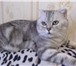 Фото в Домашние животные Вязка Шотландский кот ( окрас мрамор на сером с в Новокузнецке 2 000