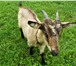 Foto в Домашние животные Другие животные Козлу 7 месяцев, коза младше на 2 недели. в Брянске 6 000