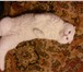 Изображение в Домашние животные Вязка Пушистый котик без вредных привычек приглашает в Пензе 1 000