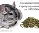 Фотография в Домашние животные Другие животные Предлагаем шиншилл для разведения в рассрочку, в Екатеринбурге 4 500
