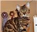 Питомник бенгальских котят Aristocats-dv 3371681 Бенгальская фото в Хабаровске