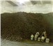 Фотография в Прочее,  разное Разное продаём продовольственный картофель"Беллароза" в Москве 7