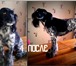 Foto в Домашние животные Стрижка собак В салоне красоты для животных "Арден" вы в Курске 0