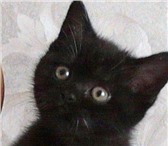 Отдам котят ОЧЕНЬ ДОБРЫМ И ЛЮБЯЩИМ ЖИВОТНЫХ ЛЮДЯМ, два котенка, окрас черный, возраст - 2 месяца, 69627  фото в Екатеринбурге