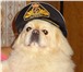 Фото в Домашние животные Вязка собак Очаровательный пекинес Бонифаций, молодой, в Энгельсе 500