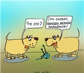 Изображение в Домашние животные Вязка собак Профессиональный Инструктор по вязке собак в Москве 3 000
