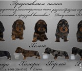 Щенки длинношорстной таксы от чемпионов 2336098 Такса фото в Красноярске