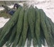 Фотография в Прочее,  разное Разное Доставка от 3-х елок по одному адресу БЕСПЛАТНО!Наши в Ярославле 300