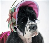 Изображение в Домашние животные Услуги для животных Прдаются щенки американского кокера спаниеляОкрас в Череповецке 15 000