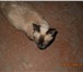 Foto в Домашние животные Отдам даром Найдена сиамская кошечка, в районе ВРЗ. Возраст в Барнауле 0