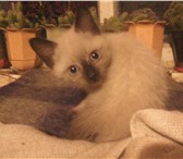 Изображение в Домашние животные Отдам даром В дар голубоглазый котенок сиамский,1 мес, в Барнауле 0
