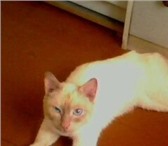 Foto в Домашние животные Отдам даром Найден кот в районе ул. Мира, молодой, окрас:светлый, в Воркута 0