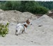 Фотография в Домашние животные Вязка собак Джек Рассел Терьер предлагается для вязок. в Москве 5 000