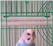 Изображение в Домашние животные Другие животные В связи с переездом продам волнистого попугайчика, в Владивостоке 1 500