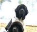 Продам щенка ньюфаундленда бело-черного окараса, сука, 3 месяца от титулованных родителей, Докуме 66506  фото в Челябинске