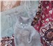 Изображение в Домашние животные Отдам даром Отдам кота в добрые руки,к лотку приучен в Новокузнецке 0