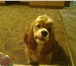 Foto в Домашние животные Вязка собак Красивый клеймованный американский самец в Омске 5 000