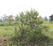 Изображение в Недвижимость Земельные участки Продам земельный участок п.Манский-"Содружество" в Красноярске 480 000