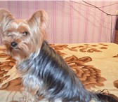 Foto в Домашние животные Вязка собак Кабель чистой породы есть -паспорт сделаны в Волгограде 5 000