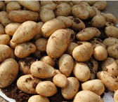 Изображение в Домашние животные Растения Семена картофеля сорт «Гранула»Малина ремонтантная в Комсомольск-на-Амуре 70