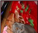 Шотладская  (вислоухие и прямоухие) котята 1627239 Скоттиш фолд фото в Сыктывкаре