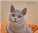 Британские малыши 4434034 Британская короткошерстная фото в Санкт-Петербурге