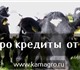 Продажа племенных нетелей молочных пород