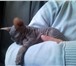 Продается малышка донского сфинкса, возраст 1, 5 месяца, окрас тигровый, голорожденная, легко а 69294  фото в Челябинске